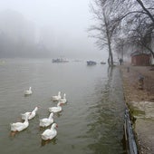 El Pisuerga vuelve a su cauce y libera sus paseos una semana después