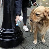 La nueva Ordenanza de Limpieza obliga ya a fregar las micciones de los perros con agua jabonosa