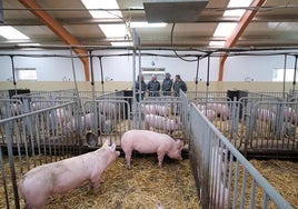 La consejera María González Corral, durante su visita al centro porcino de Hontalbilla.