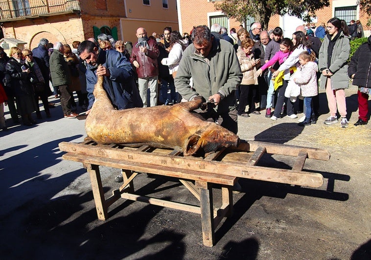 El cerdo, ya muerto y desangrado, fue chamuscado para, más tarde, ser raspado