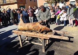 El cerdo, ya muerto y desangrado, fue chamuscado para, más tarde, ser raspado