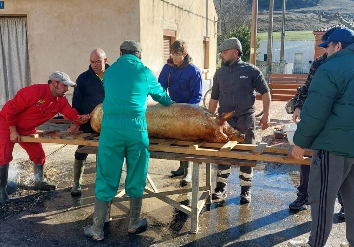 Los vecinos preparan al cerdo para el destazado