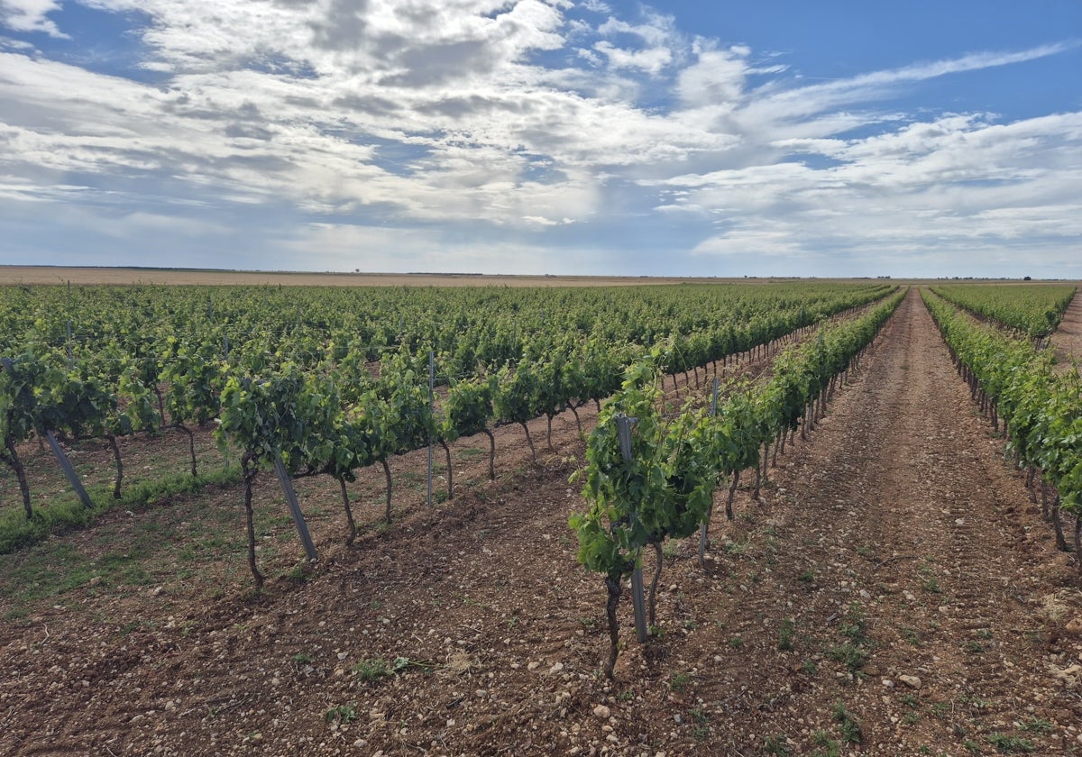 Viñedo de Ribera del Duero