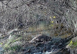 La CHD lleva a cabo un proyecto para monitorizar la fauna de los ríos Zapardiel, Arevalillo y Trabancos.