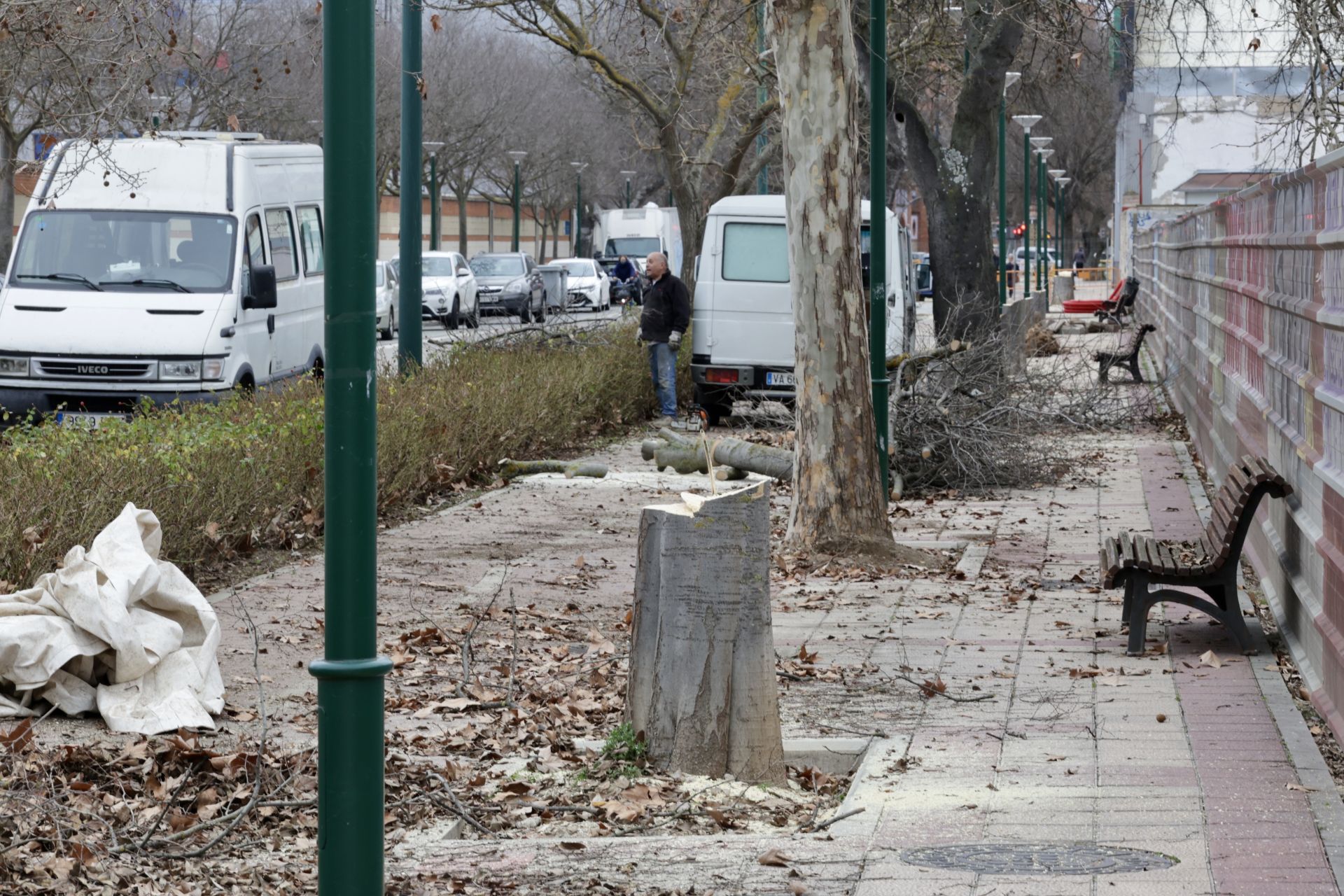 Los árboles cortados, en el camino del Cementerio.