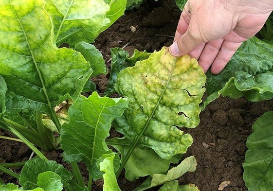 Planta afectada por la amarillez transmitida por el pulgón.