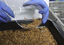 Larvas en proceso de investigación en la planta Trebio, Salamanca.