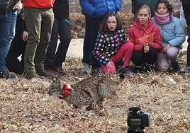 Los niños observan a Virgo, la hembra de los dos linces.