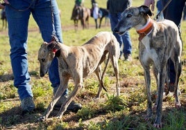 Competición de galgos en Castilla y León, en una imagen de archivo.