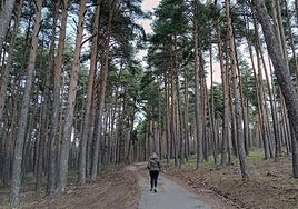 Una excursionista recorre uno de los senderos de los montes de Valsaín, en la vertiente segoviana del Parque Nacional de Guadarrama.