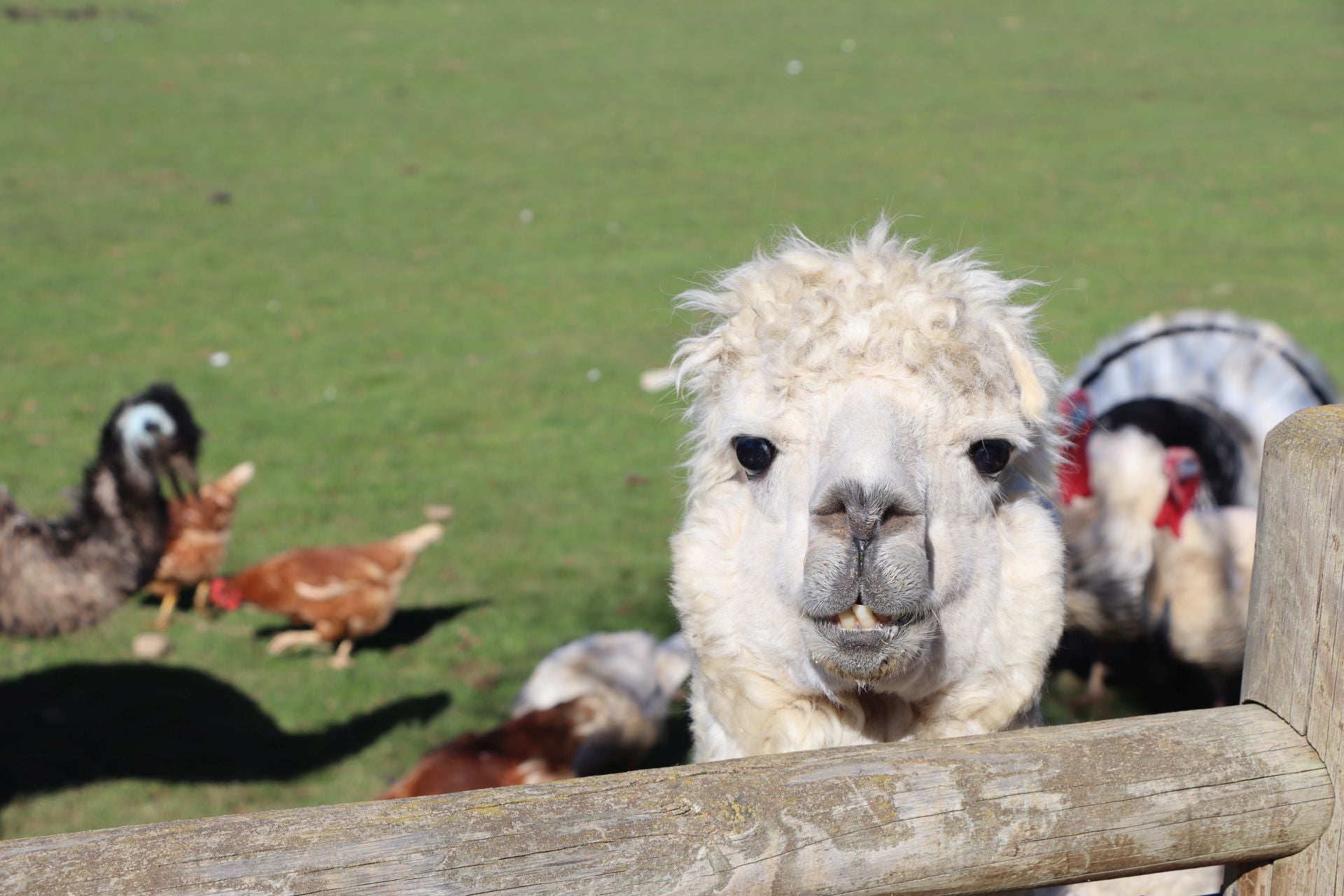 Los animales exóticos que animan un bar de León