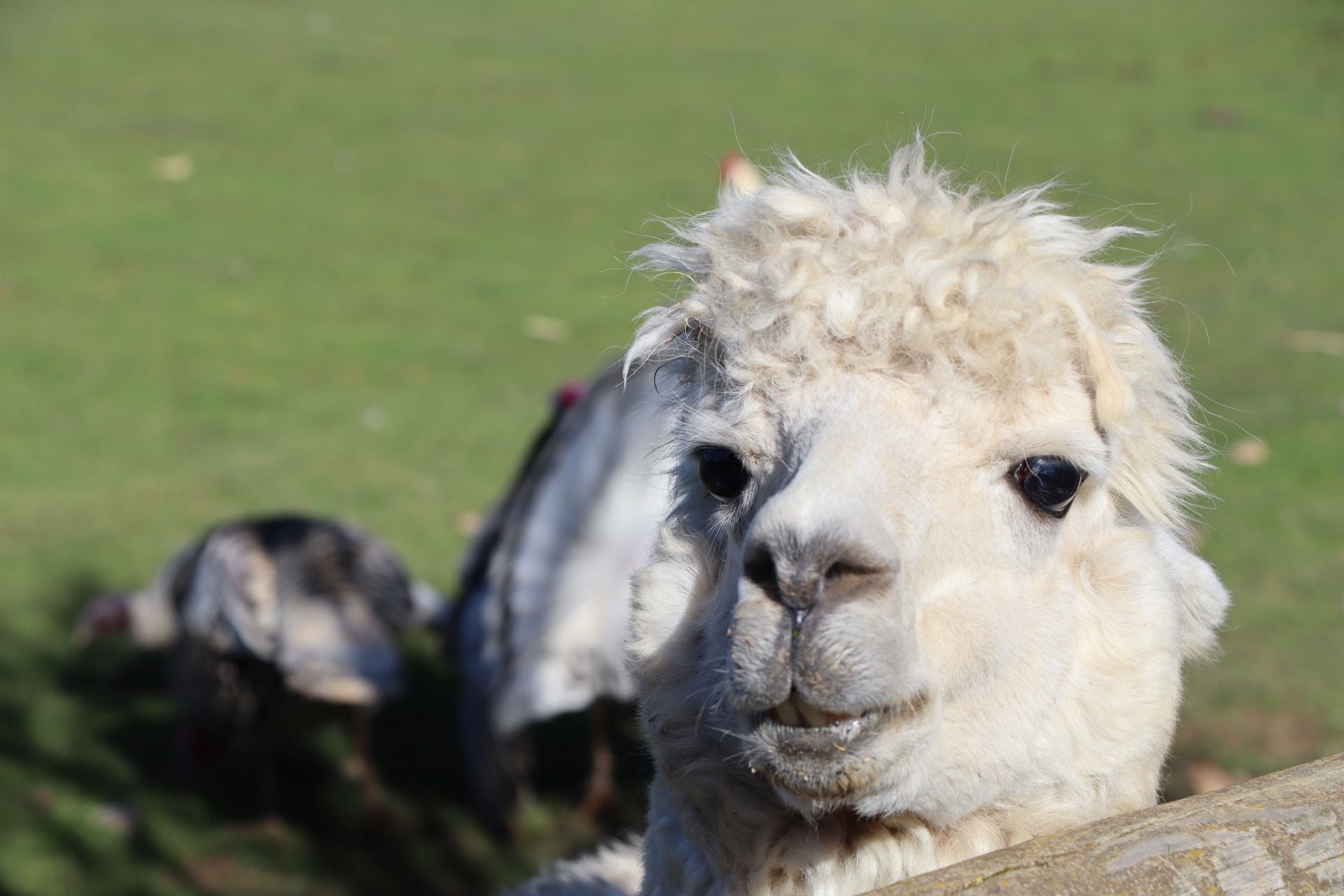 Los animales exóticos que animan un bar de León