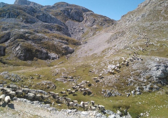 Zona de Picos de Europa donde se crían los lechazos.