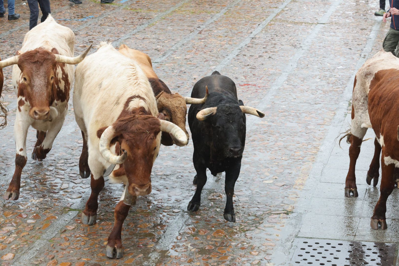 Lunes del Carnaval del Toro en Ciudad Rodrigo