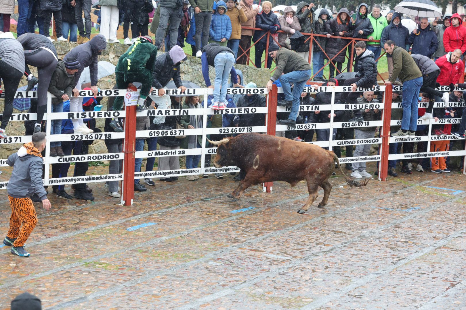 Lunes del Carnaval del Toro en Ciudad Rodrigo
