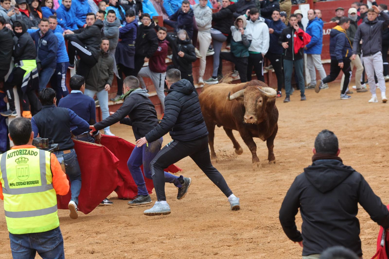 Lunes del Carnaval del Toro en Ciudad Rodrigo