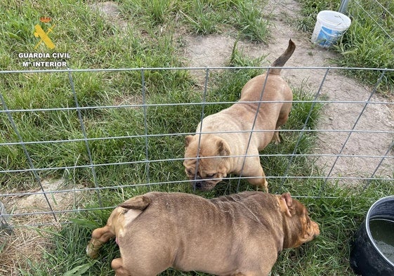 Inspección en un núcleo zoológico de perros