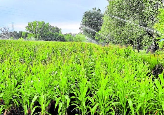 Cultivo de maíz durante la campaña de riego en la provincia de Valladolid.