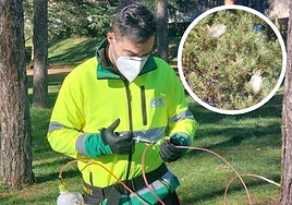 Un operario inyecta productos fitosanitarios en un pino del parque del Cementerio para prevenir el daño de la procesionaria, cuyos nidos se destacan en el círculo.