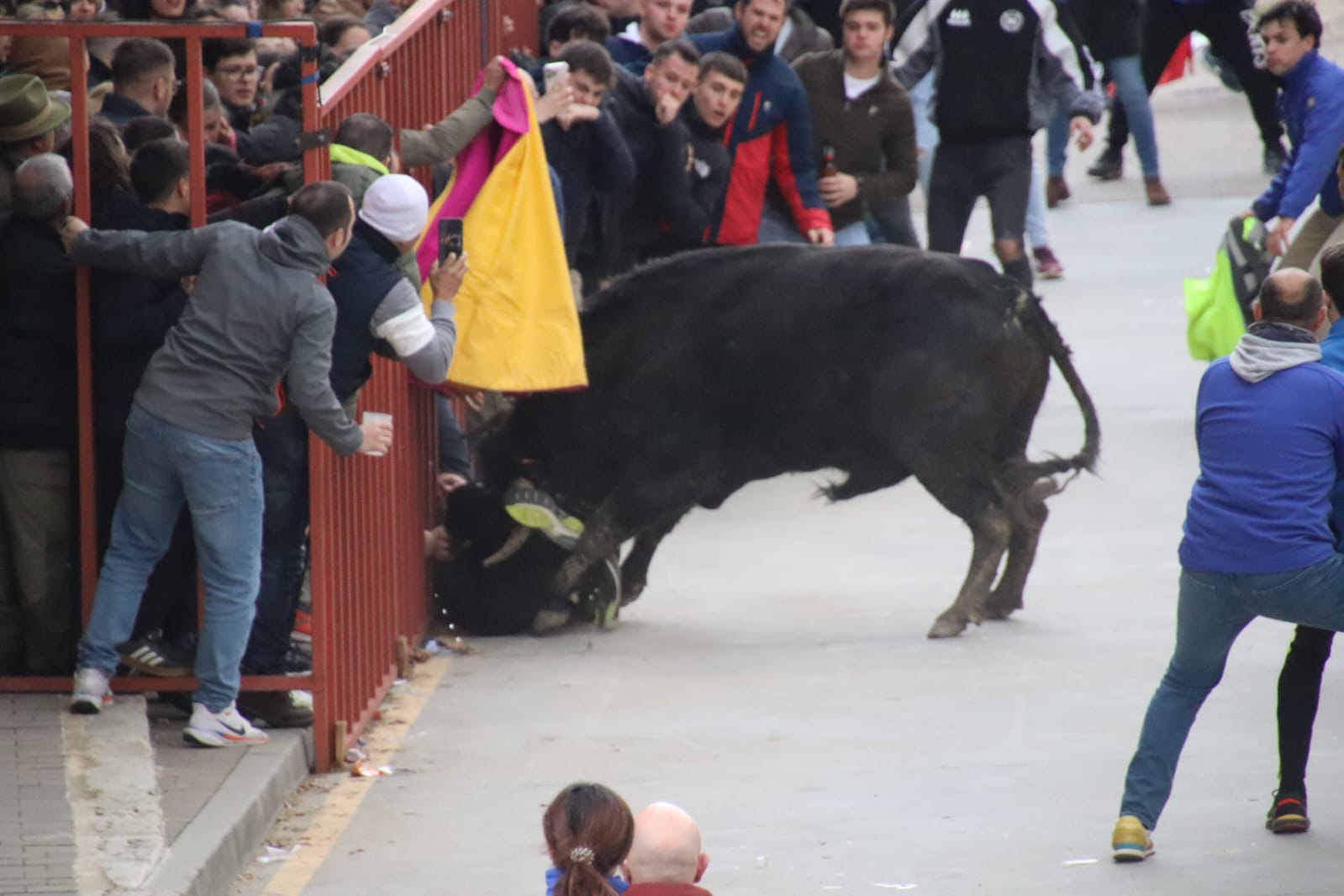Secuencia de la aparatosa cogida a un aficionado en el Toro de Carnaval de Rioseco