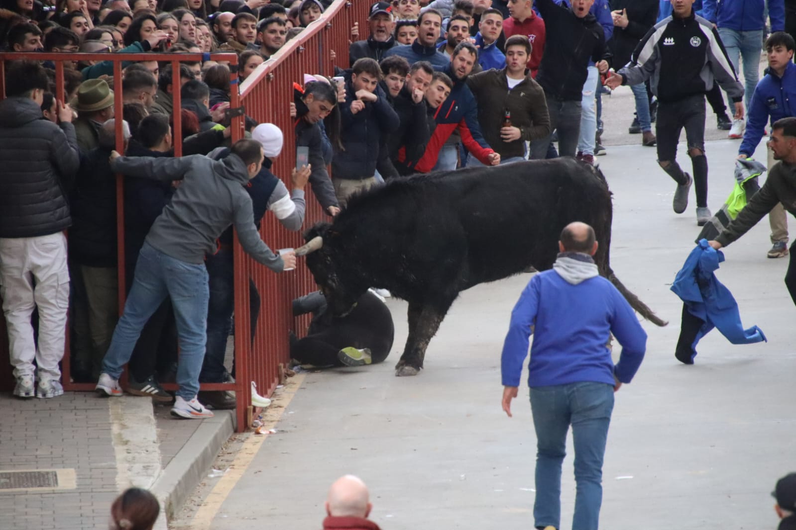 Secuencia de la aparatosa cogida a un aficionado en el Toro de Carnaval de Rioseco