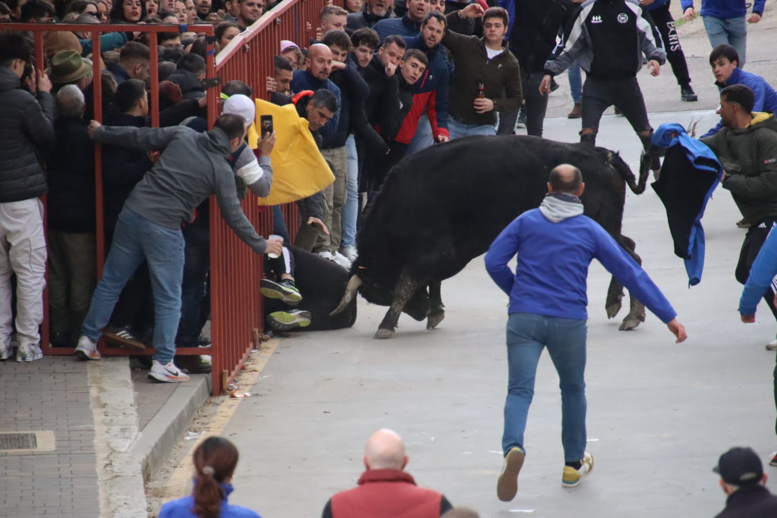 Secuencia de la aparatosa cogida a un aficionado en el Toro de Carnaval de Rioseco