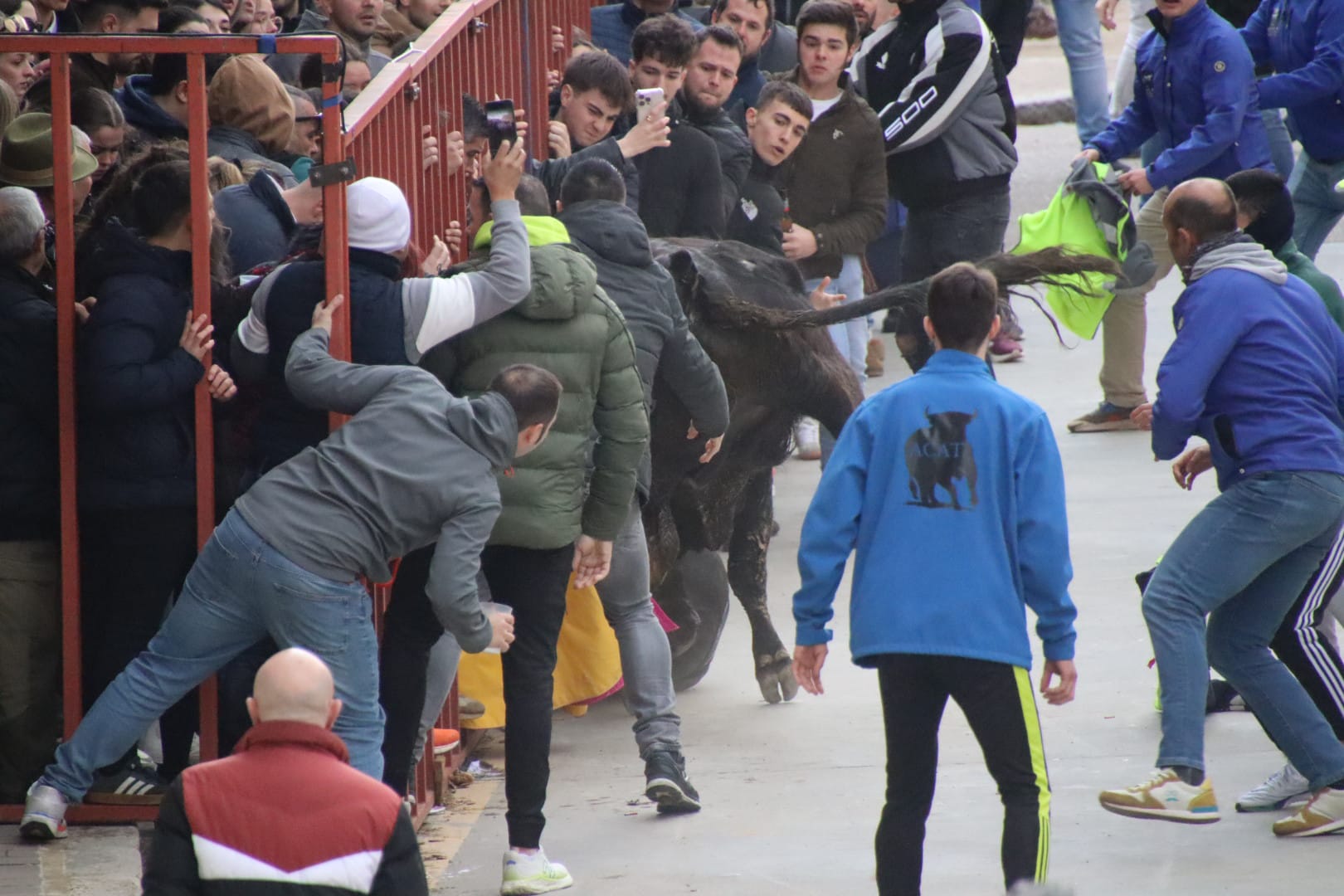 Secuencia de la aparatosa cogida a un aficionado en el Toro de Carnaval de Rioseco