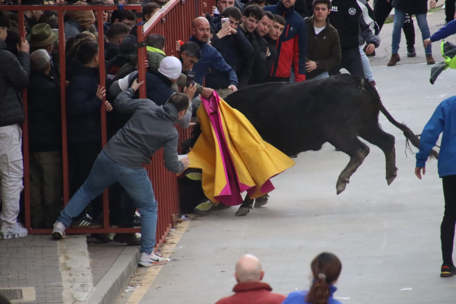 Secuencia de la aparatosa cogida a un aficionado en el Toro de Carnaval de Rioseco