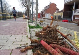 Imágenes de la retirada de quince árboles en el Paseo del Cauce de Valladolid