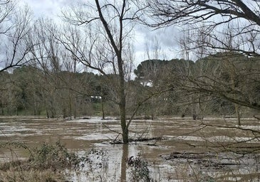 La crecida del Adaja inunda varias fincas en Villanueva de Duero