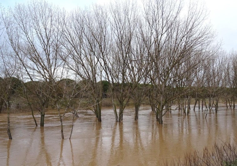 Las imágenes del Duero desbordado en Valladolid