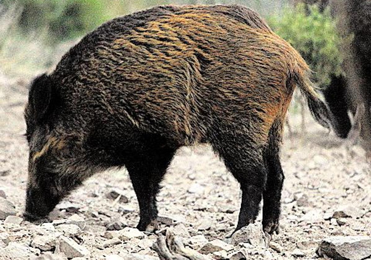 Un exjefe de celadores de Medio Ambiente hostiga con sus perros a un jabalí