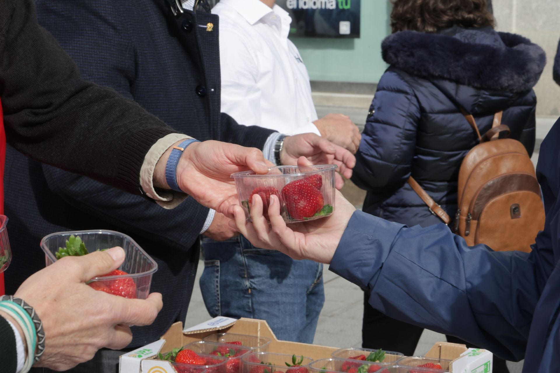 Así ha sido la entrega de las fresas gratis en la plaza de Zorrilla