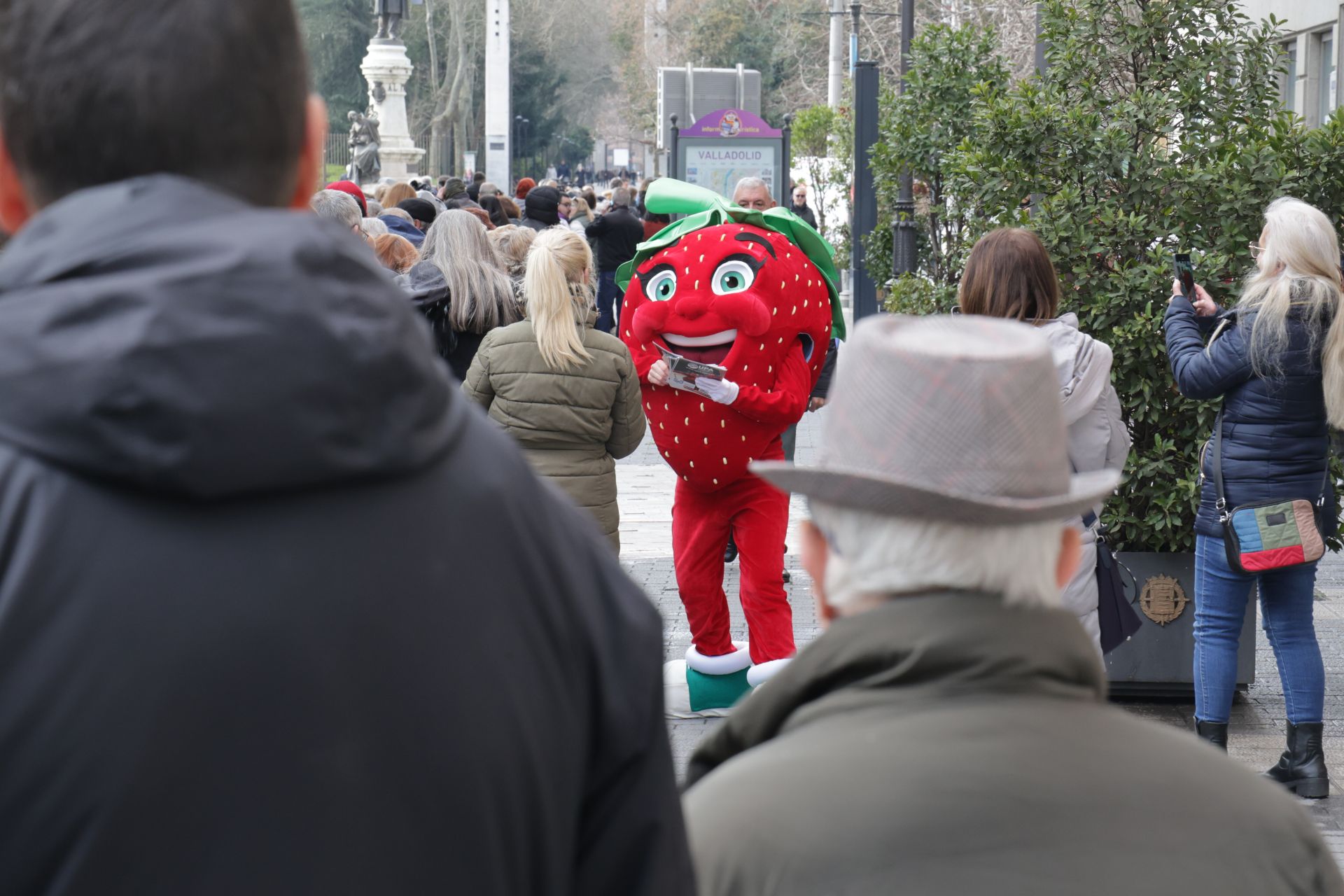 Así ha sido la entrega de las fresas gratis en la plaza de Zorrilla