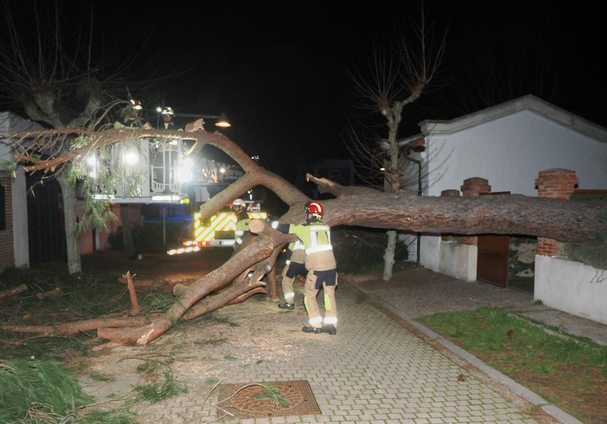La caída de un árbol en el pinar de Antequera causa daños en dos viviendas