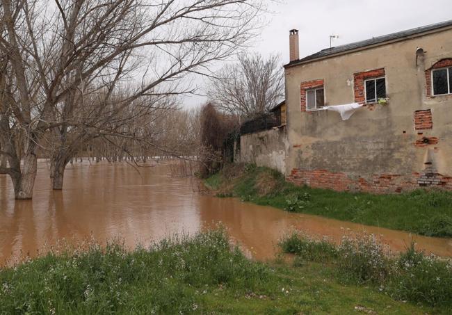 Estado de la ribera junto a las viviendas de Puente Duero en la margen derecha del río.