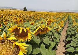 Campo de ensayo de semillas de Limagrain Field Seeds Ibérica.