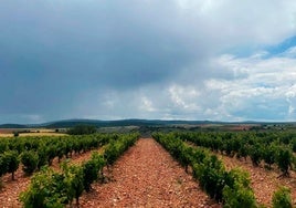 Un viñedo de Ribera del Duero