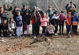 Así ha sido la segunda suelta de linces ibéricos en Astudillo