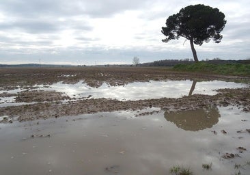 Las lluvias disparan el riesgo de hongos en el cereal