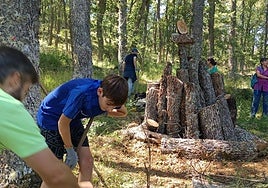 Tratamientos selvícolas para mejorar el hábitat del oso pardo en Palencia
