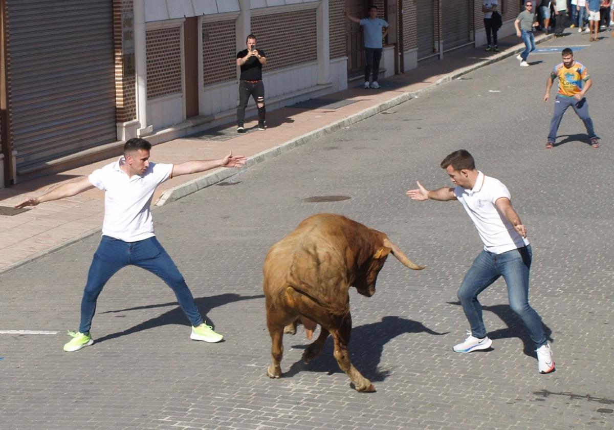 Pedrajas abrirá la temporada de festejos taurinos en Tierra de Pinares