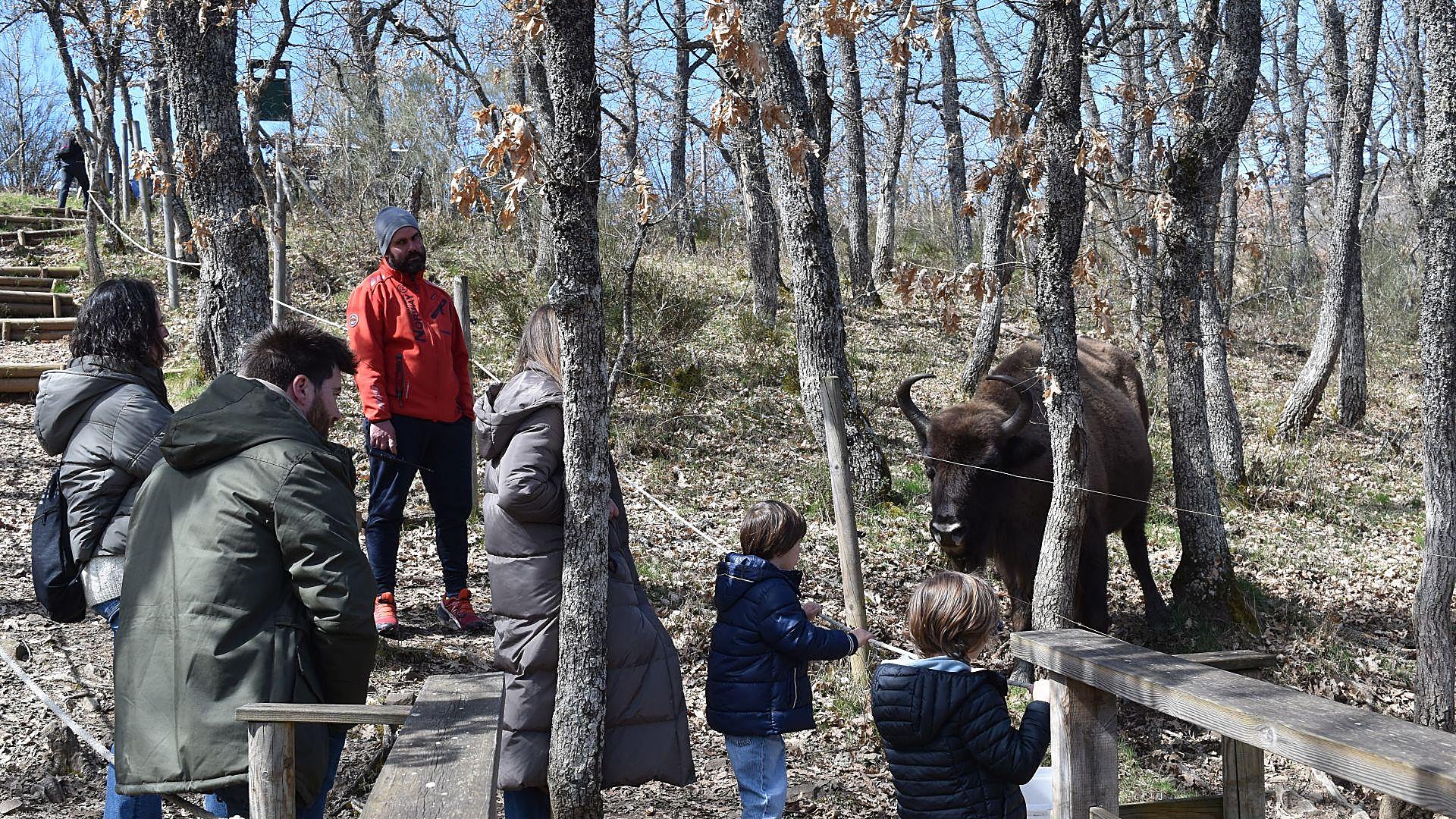La reserva de bisontes de Mudá consolida su atractivo con 108.000 visitas en 15 años