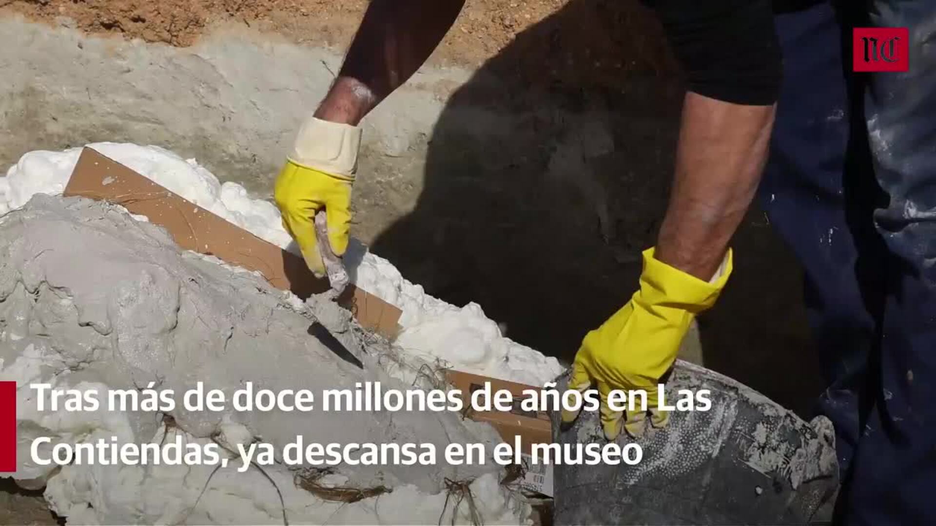 Arqueólogos y restauradores extraen los colmillos y parte del cráneo del mastodonte hallado en Valladolid