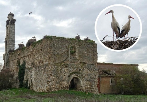 Iglesia de la Cartuja de Santa María de Aniago, repleta de nidos de cigüeñas. En detalle, dos de las 'inquilinas' de sus maltrechos muros.