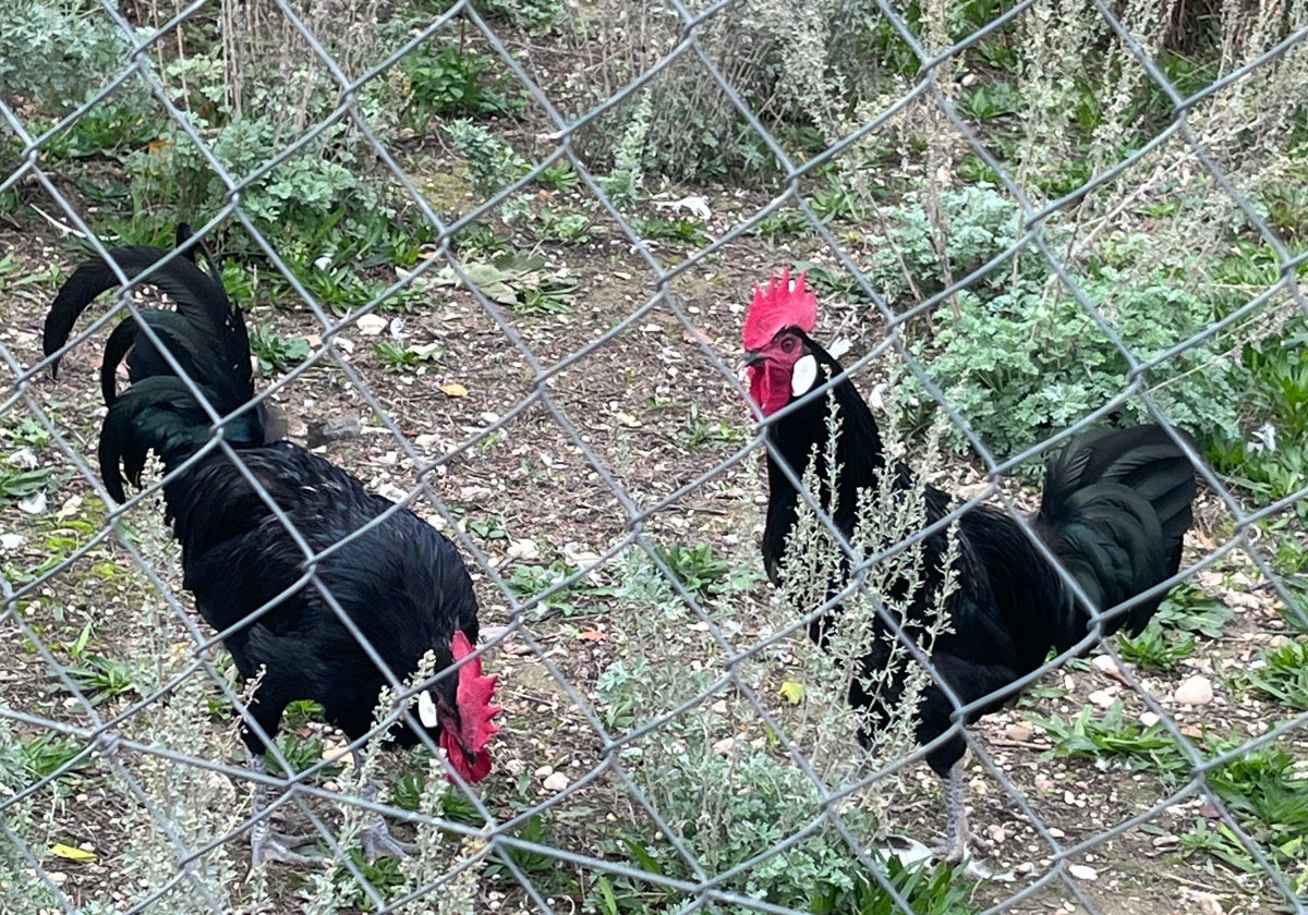La región tiene registradas más de 9.500 granjas de gallinas para autoconsumo