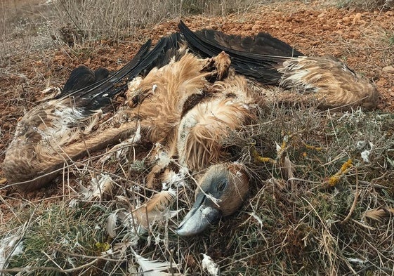Uno de los aves encontrados muertos en el entorno del muladar de Campo de San Pedro.