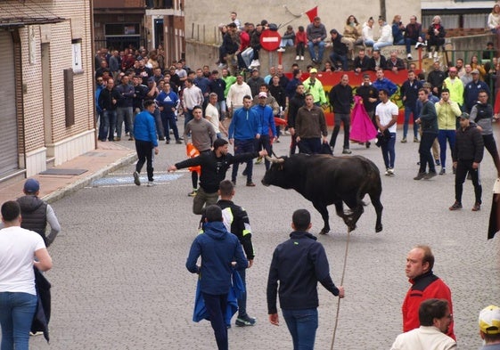 Primera suelta de toros desde cajones por las calles.