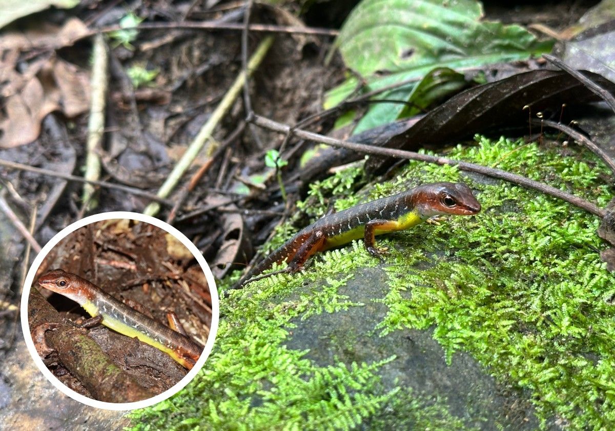 Rocas donde Pablo Sinovas encontró el lagarto.