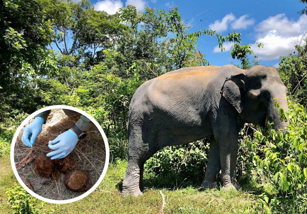 Elefante asiático. En detalle recogida de muestras para el análisis biológico.